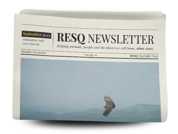 resq newsletter  sept 2023