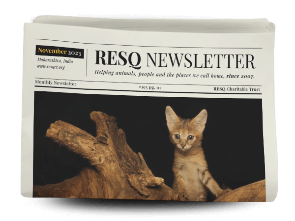 resq newsletter  November 2023