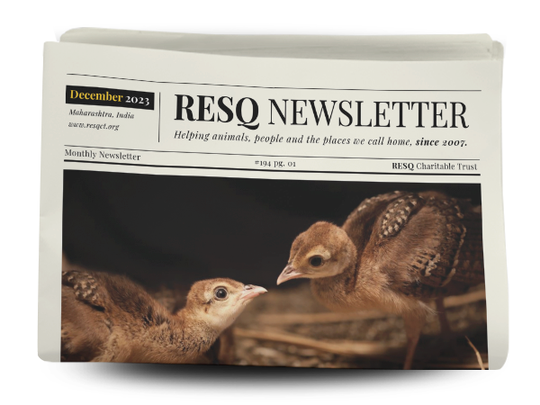 resq newsletter  December 2023