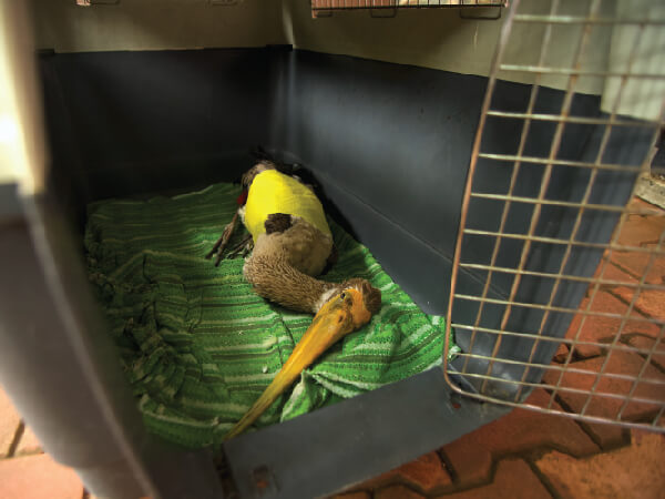 Wildlife Rehabilitation Centre