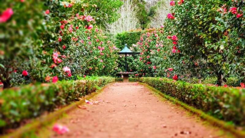 <strong>Schöner Garten – mehr aus der heimischen Grünfläche herausholen! </strong> 5