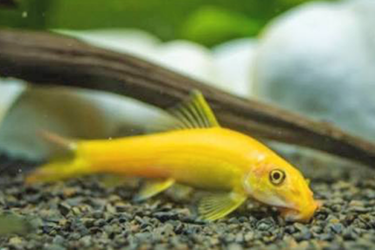 PEIXE ALGAE EATER ALBINO M