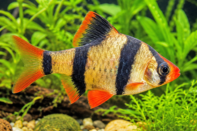PEIXE BARBUS SUMATRA 