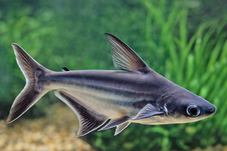 PEIXE PANGASIUS COMUM 