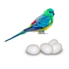 Ovinho Indez Branco Red Rumped - imagem 1