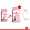 Ração Royal Canin para Gatos Filhotes Castrados de 6 a 12 Meses 1,5Kg - imagem 3