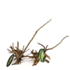 Raiz Ornamental Pinho Maxxi 20 a 30Cm - imagem 1