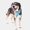 Bandana FreeFaro Scooby-Doo Tamanho G - imagem 4
