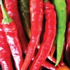 Pimenta Dedo de Moca de Cayenne Isla Sementes 4g - imagem 3