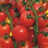 Tomate Cereja Vermelho Isla Sementes - imagem 3
