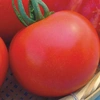 Tomate Indet. Santa Clara I-5300 Isla Sementes 3g - imagem 3