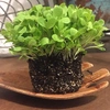 Microverdes de Alface Deva Isla Sementes 6g - imagem 3