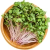 Rabanete Rosado Microverdes Indra Isla Sementes - imagem 3