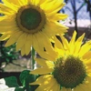 Sementes Isla Girassol de Jardim Amarelo Alto Zebulon 2,4g  - imagem 3