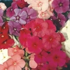 Phlox Alto Drummond Sortido Isla Sementes - imagem 3