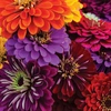 Zinnia Dobrada Dahliaflora Sortida Isla Sementes - imagem 3