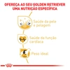 Ração Royal Canin para Cães Adultos da Raça Golden Retriever 10,1kg - imagem 3