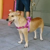 Peitoral AntiPuxão Zee.Dog Softerwalk Brain para Cachorros Tamanho M - imagem 2