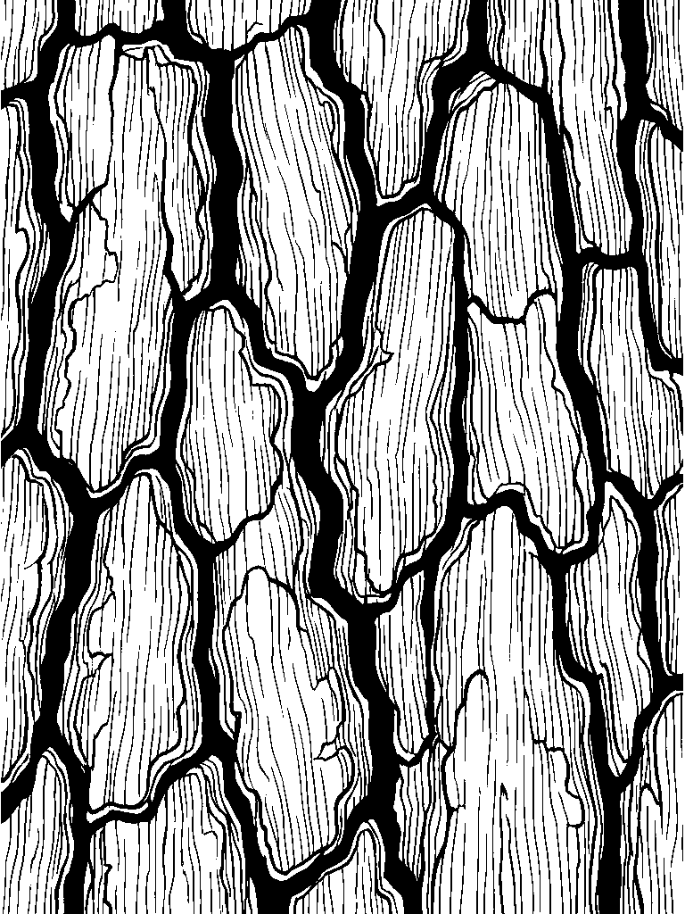 Rough Tree Bark laser engraving Style DNA reference