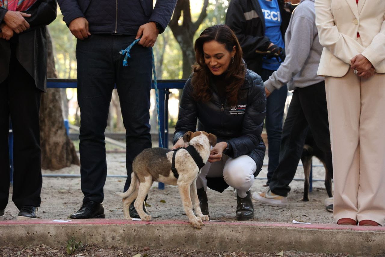 ayuntamiento-de-puebla-va-por-la-esterilizacion