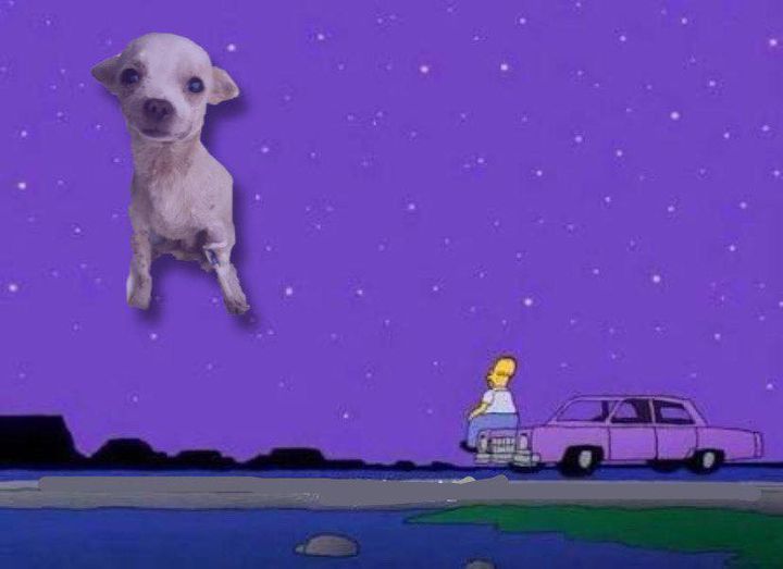 Perro