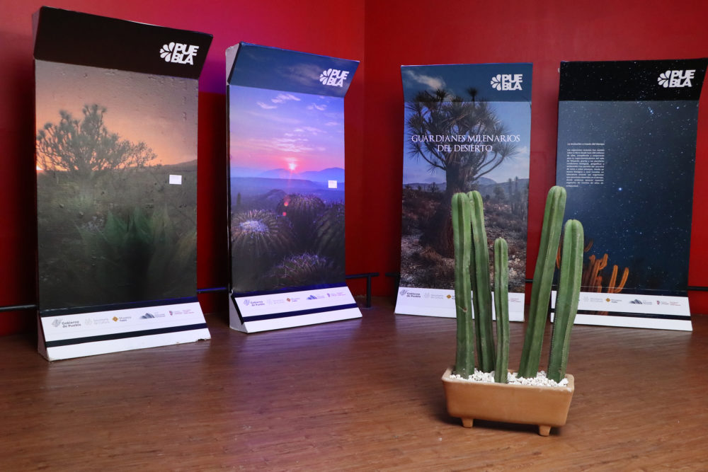 Con la exposición “Guardianes milenarios del desierto”, el Museo de la Evolución Tehuacán reabre sus puertas