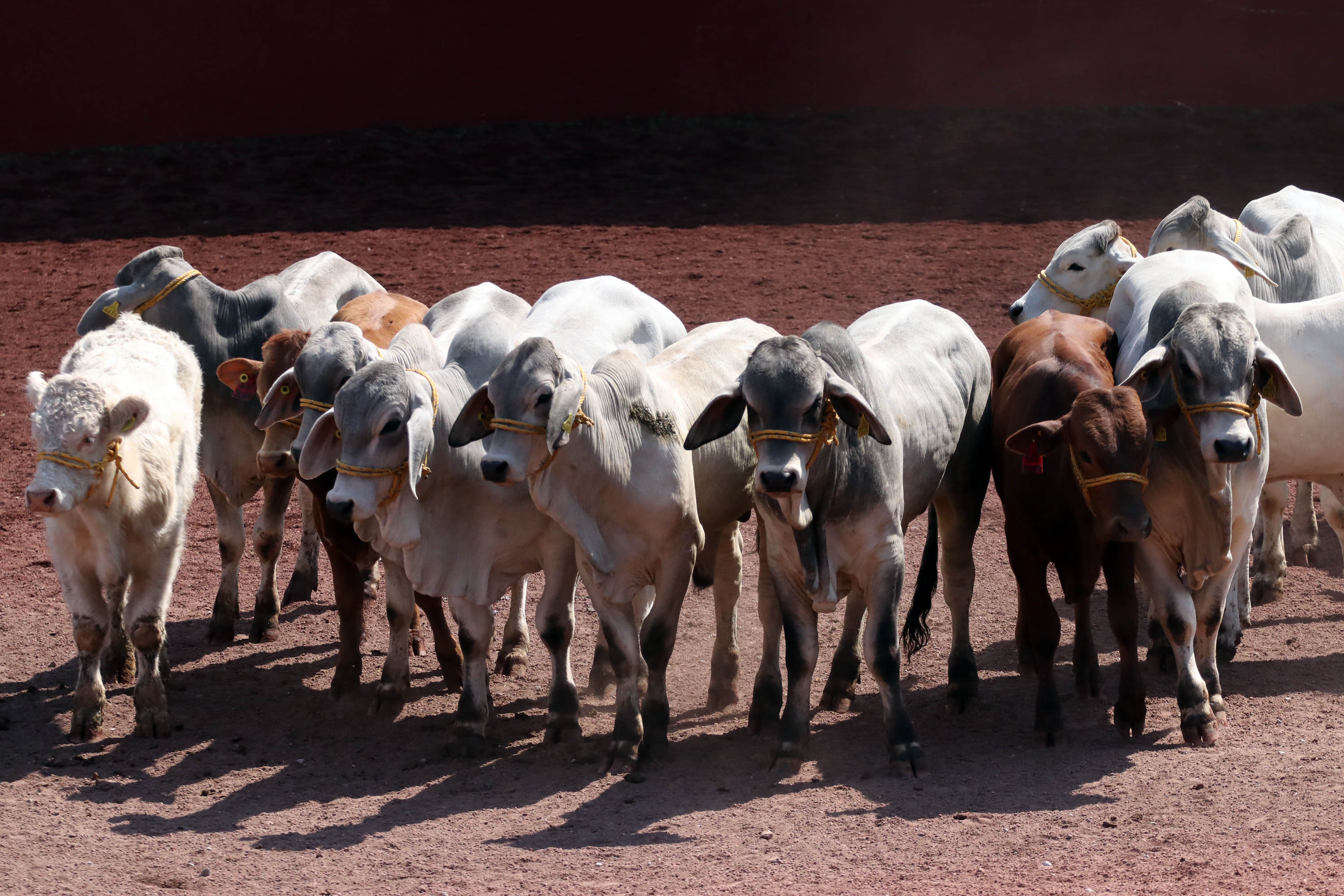 Día Nacional de la Ganadería,