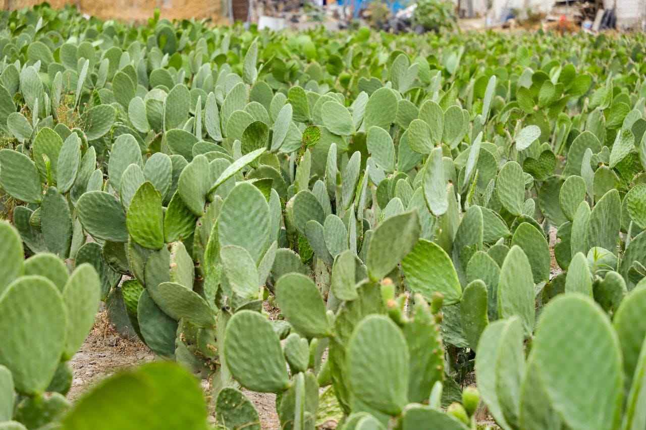 Feria del Nopal