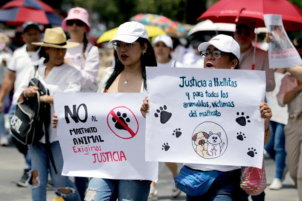 marcha-contra-el-maltrato-animal-puebla