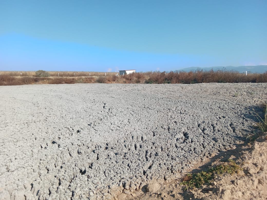 Biofertilizante de Granjas Carroll beneficia a más de 50 productores