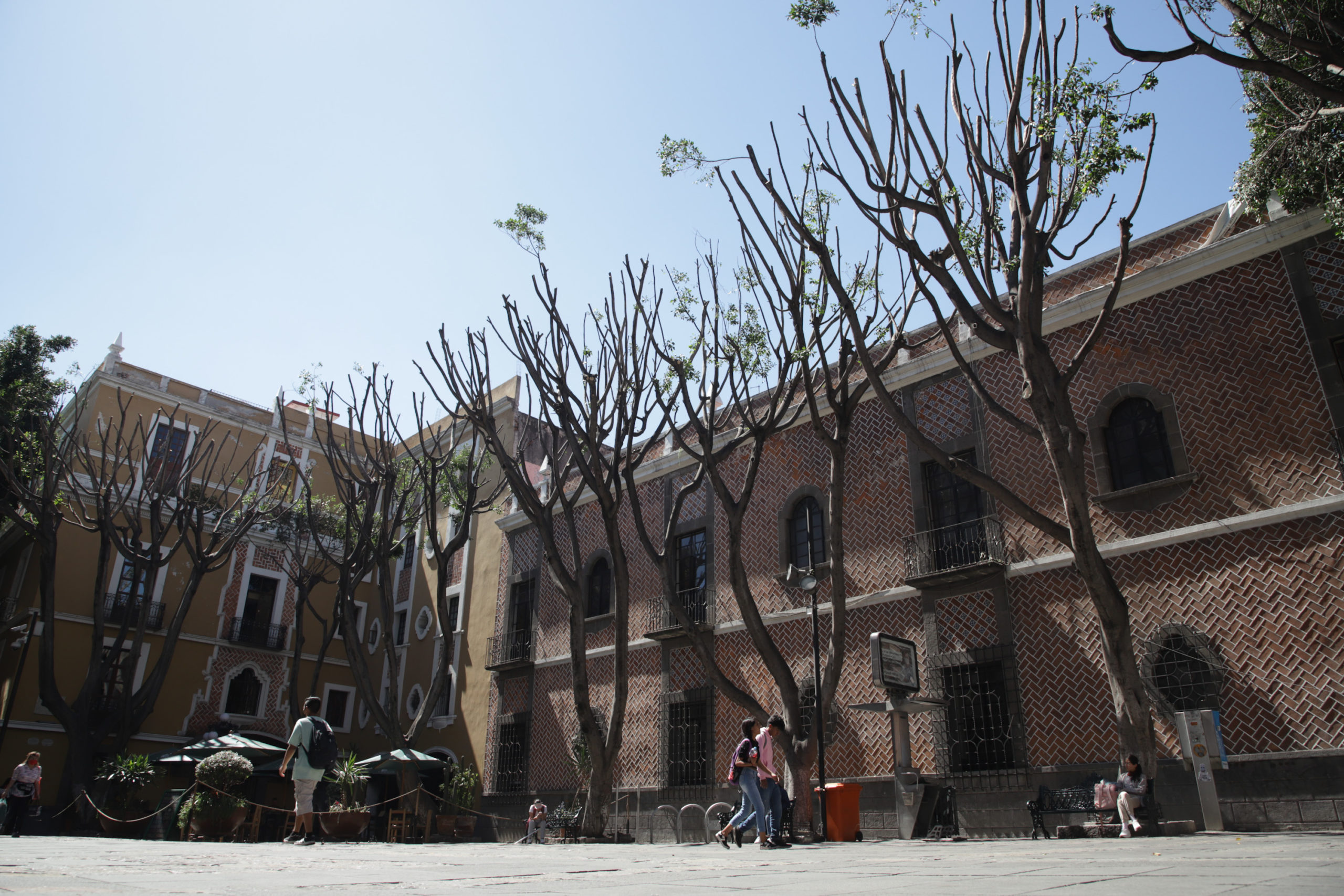 poda de arboles plaza de la Democracia