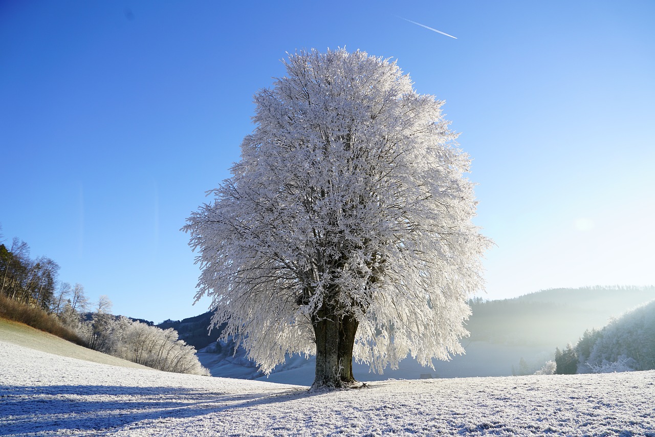 Día Mundial del Árbol