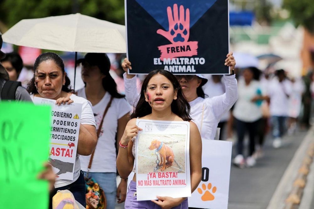 marcha-contra-el-maltrato-animal-puebla