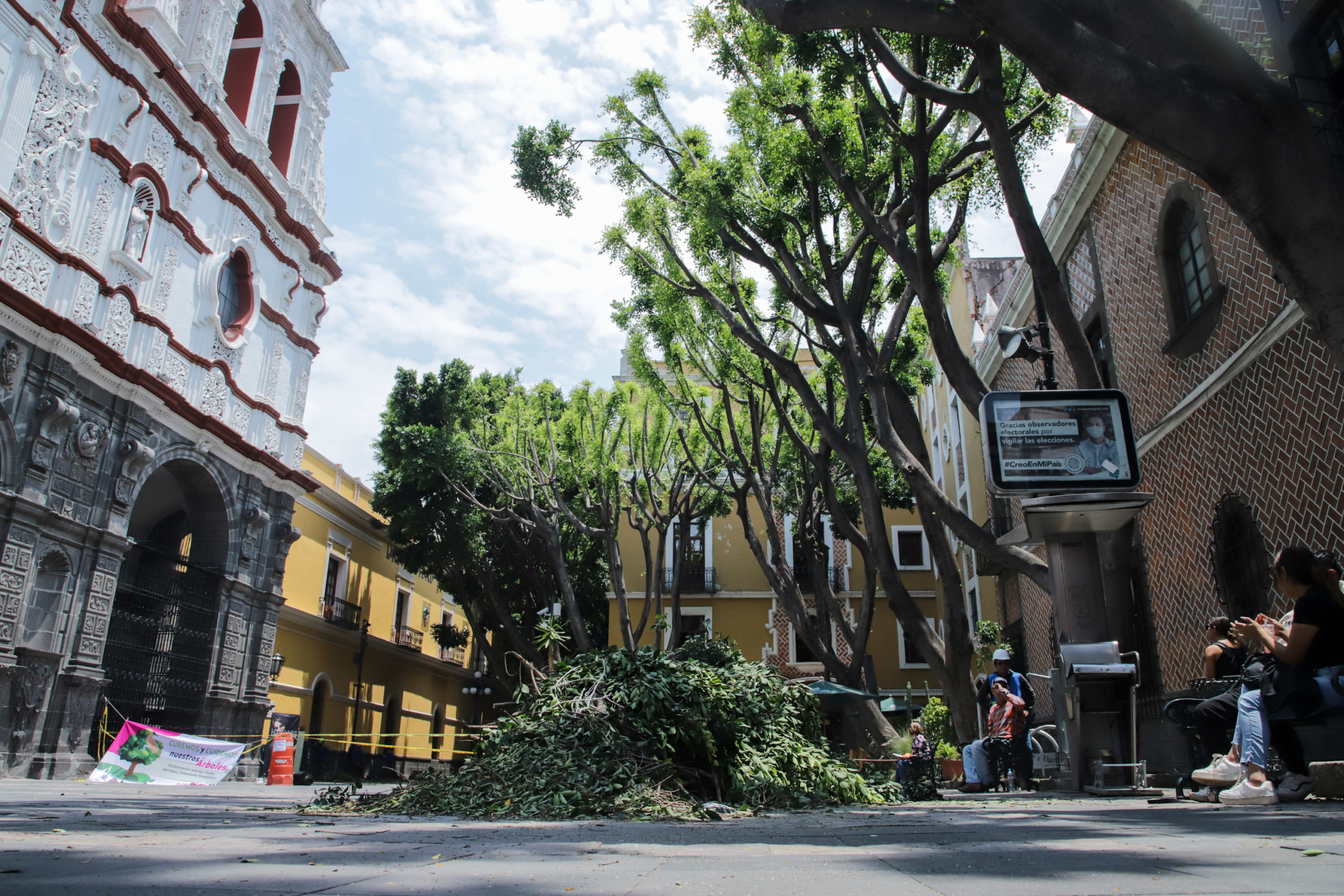 poda de arboles plaza de la Democracia