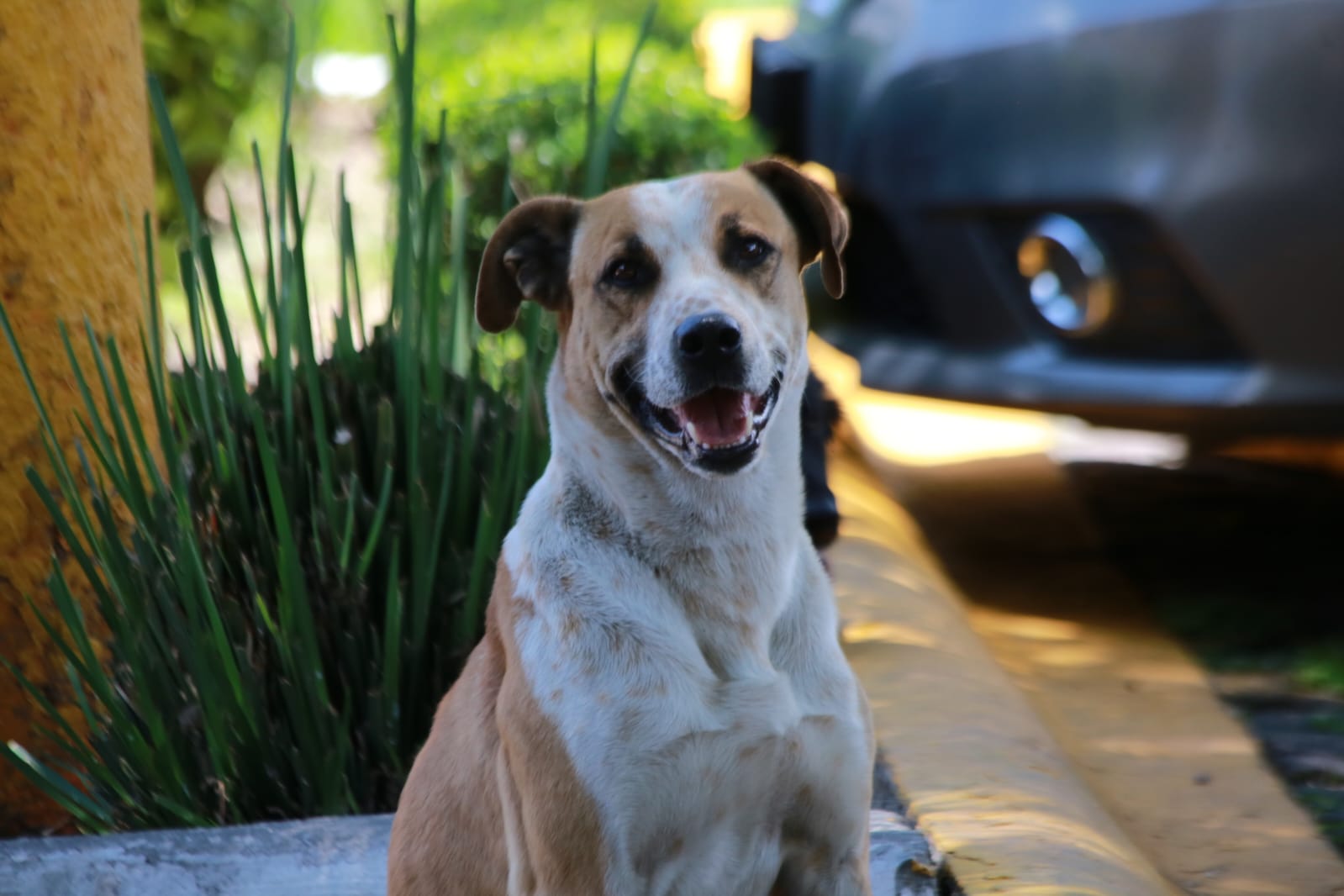 27 De Julio Día Internacional Del Perro Callejero Reto Diario