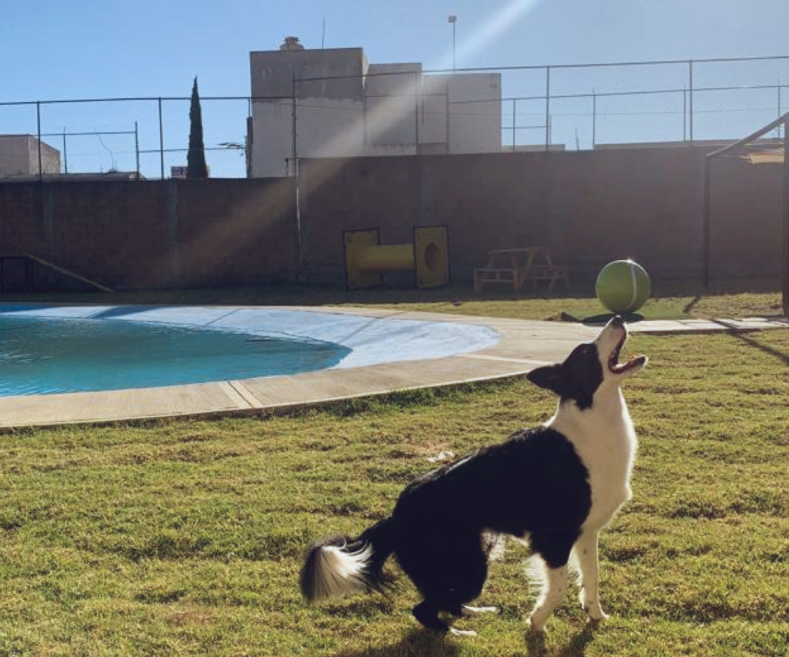 Aquatikan: El primer parque acuático para perros en el país está en Puebla  ¡conócelo! - El Sol de Puebla