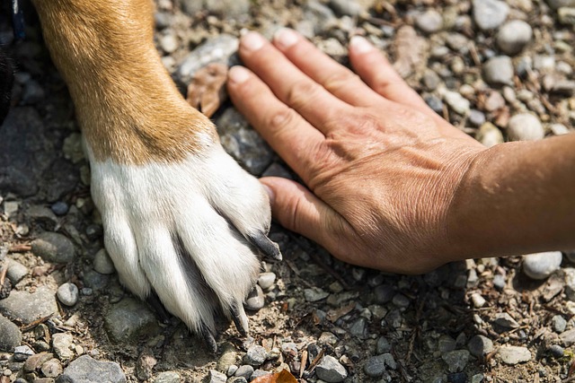 Día Mundial del Perro