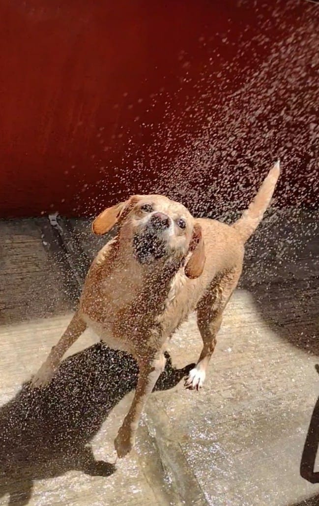 Día Mundial del Perro