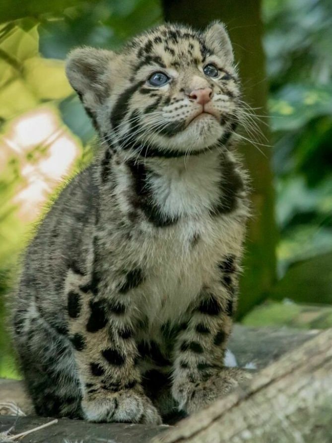 Leopardo Nublado