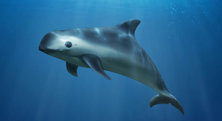 Vaquita marina, posible extinción