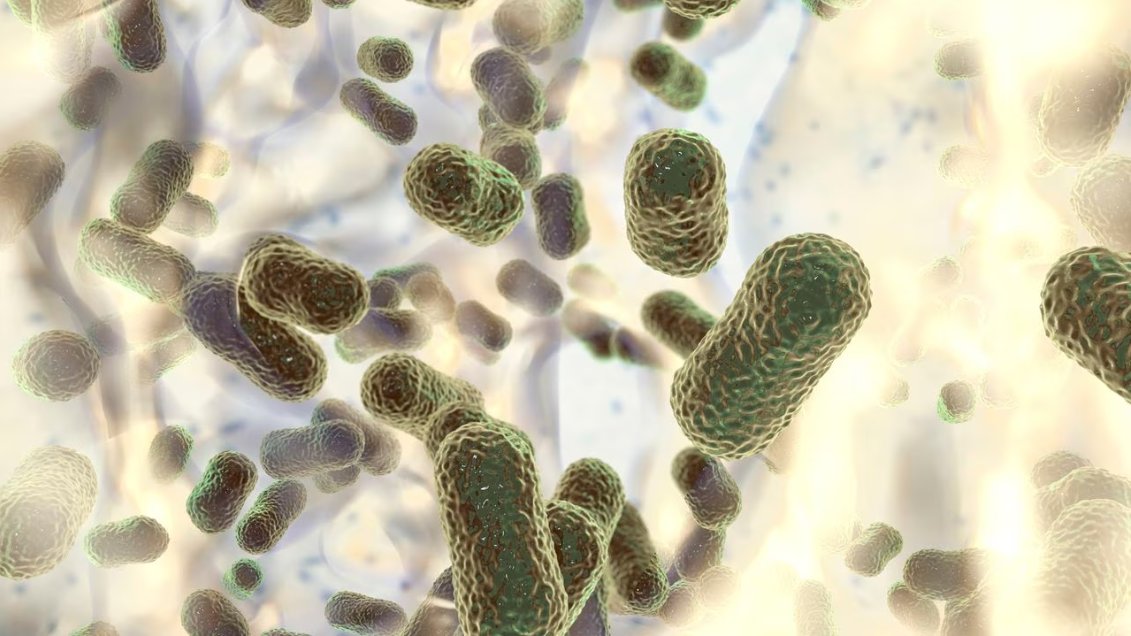 Vibrio vulnificus