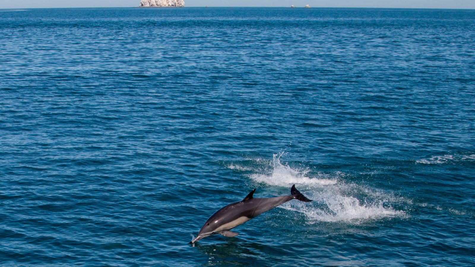 Extinción de la vaquita marina. Alerta.