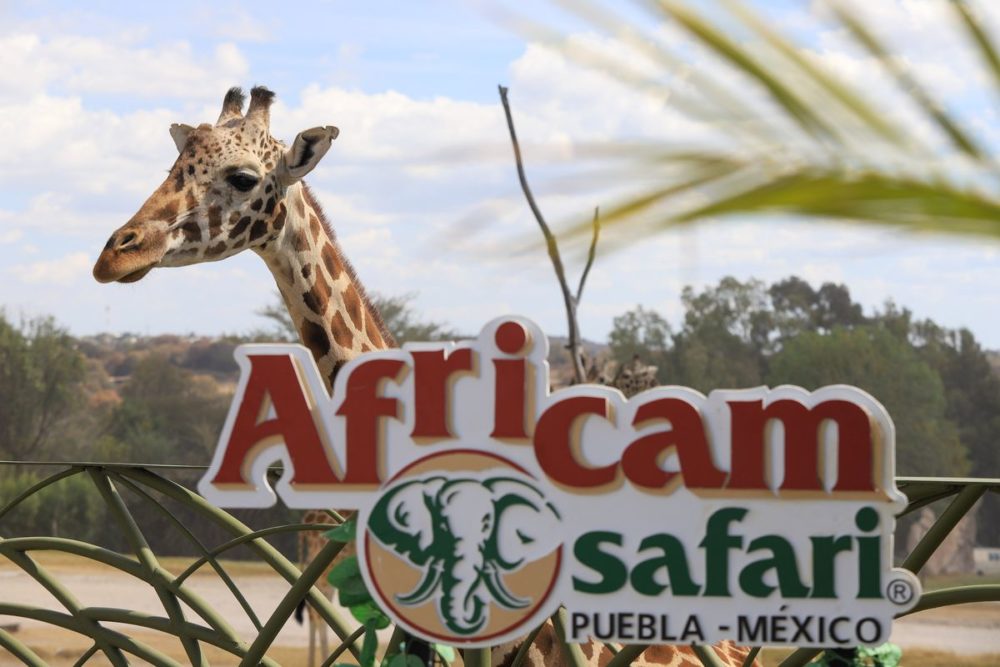 jirafa-benito-africam-safari
