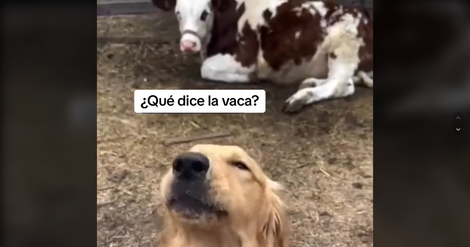 Perrito TikTok