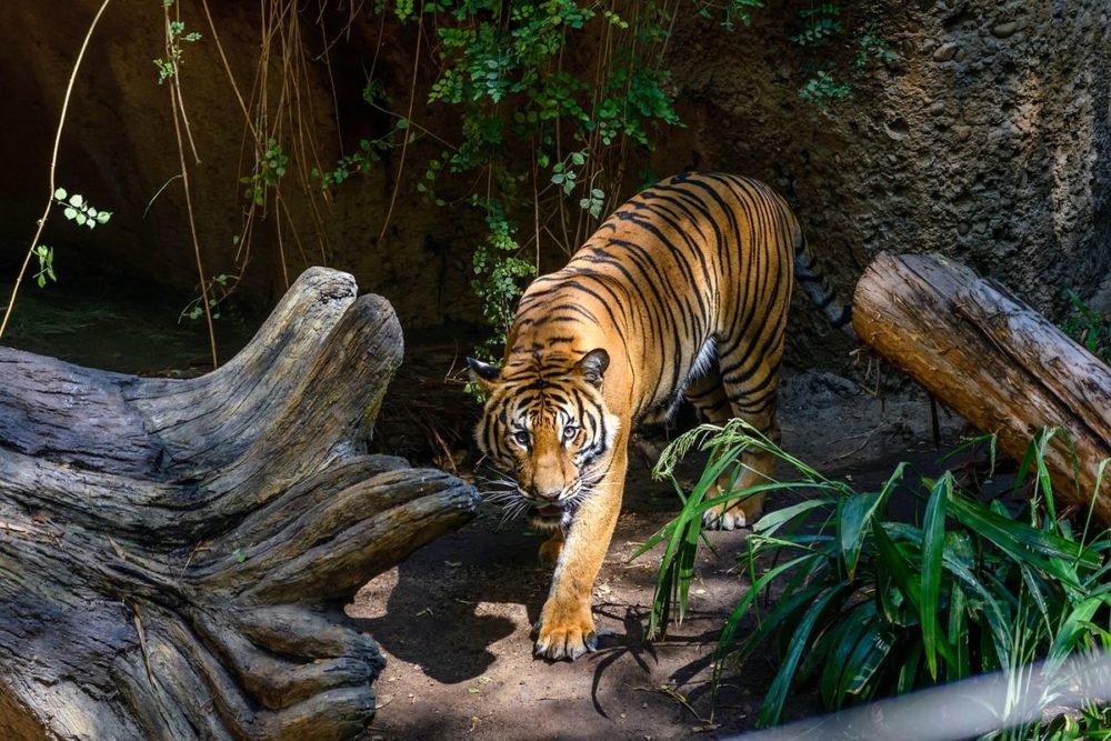 tigre-san-diego-zoo