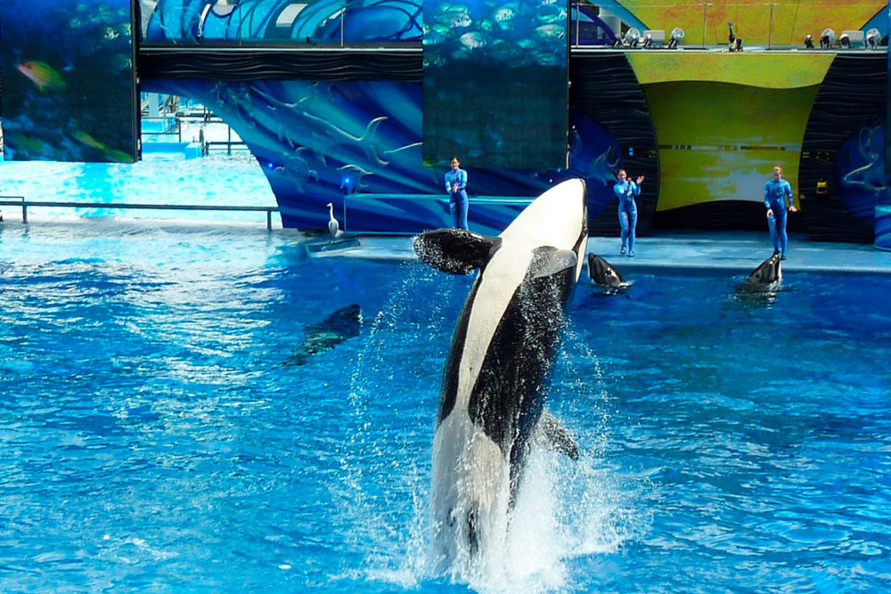 orca-seaworld-san-diego