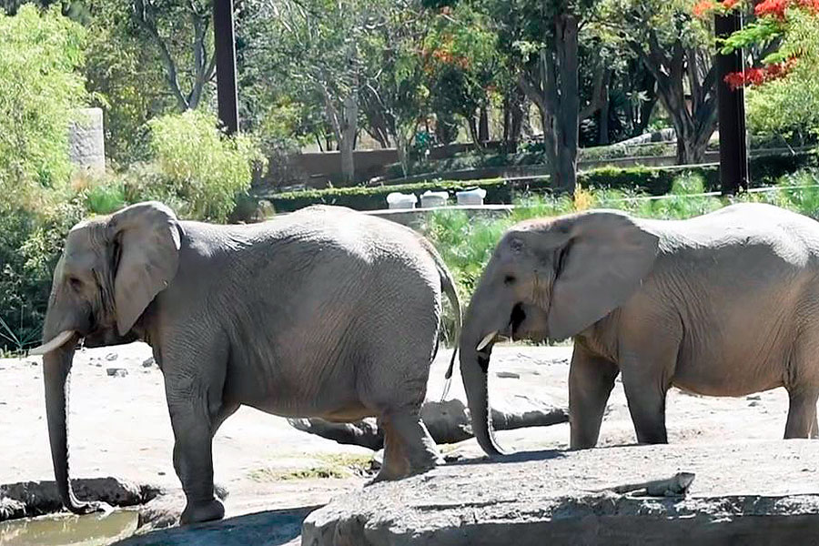 elefantes-zoologico-guadalajara