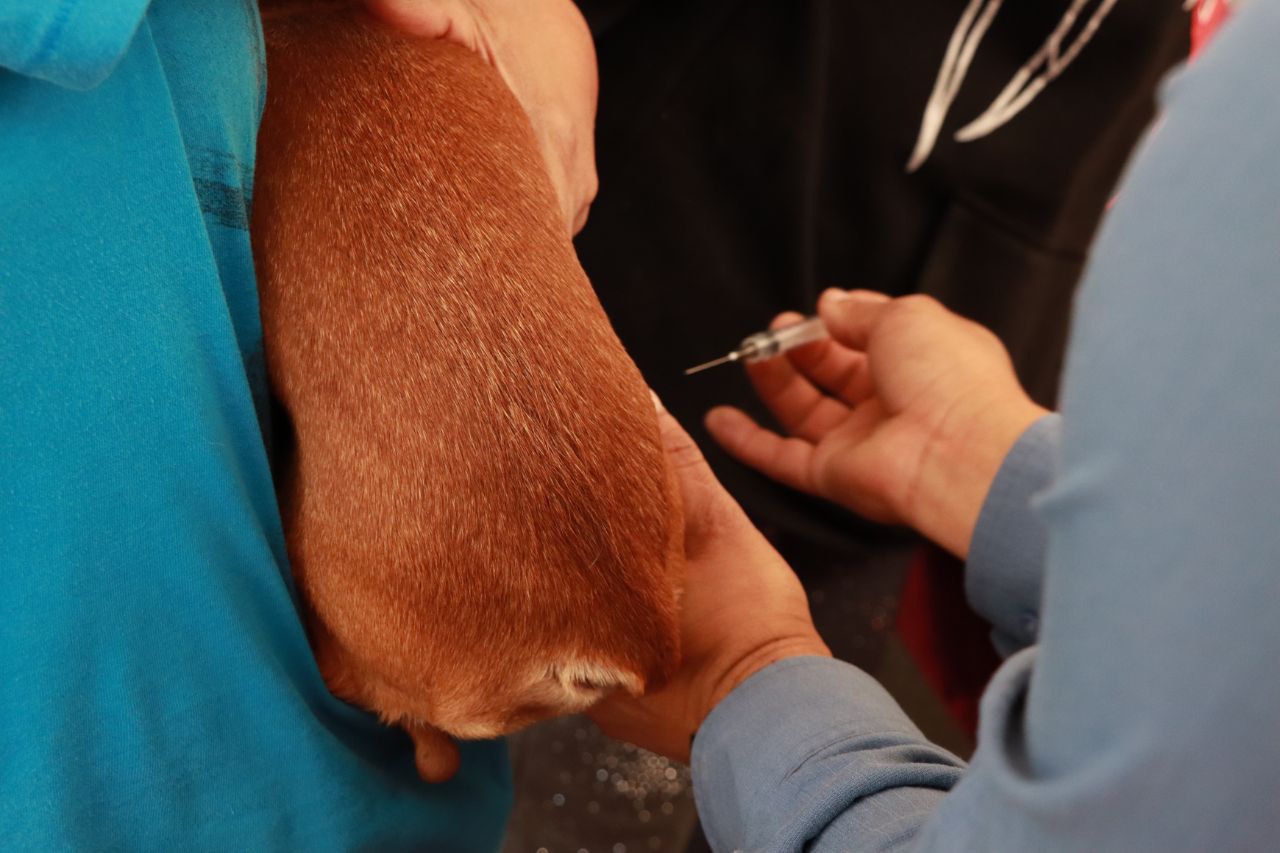 Atlixco se suma a la Jornada Nacional de vacunación antirrábica canina y felina