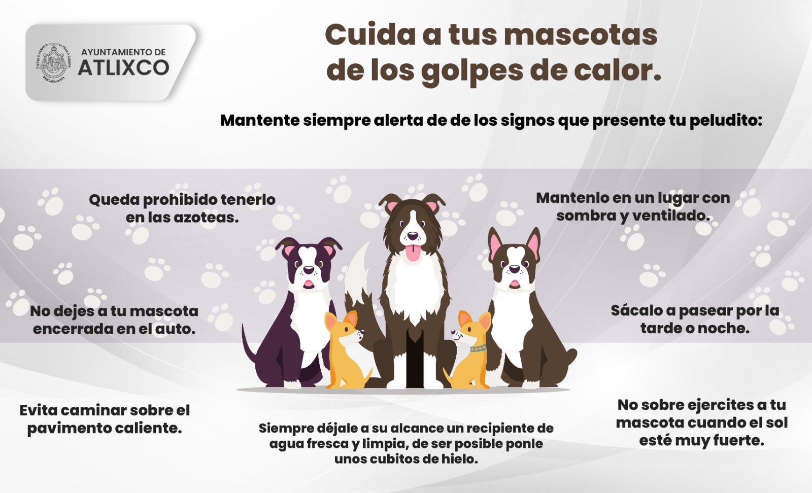 Bienestar Animal Atlixco te invita a cuidar a tus mascotas durante esta temporada de calor