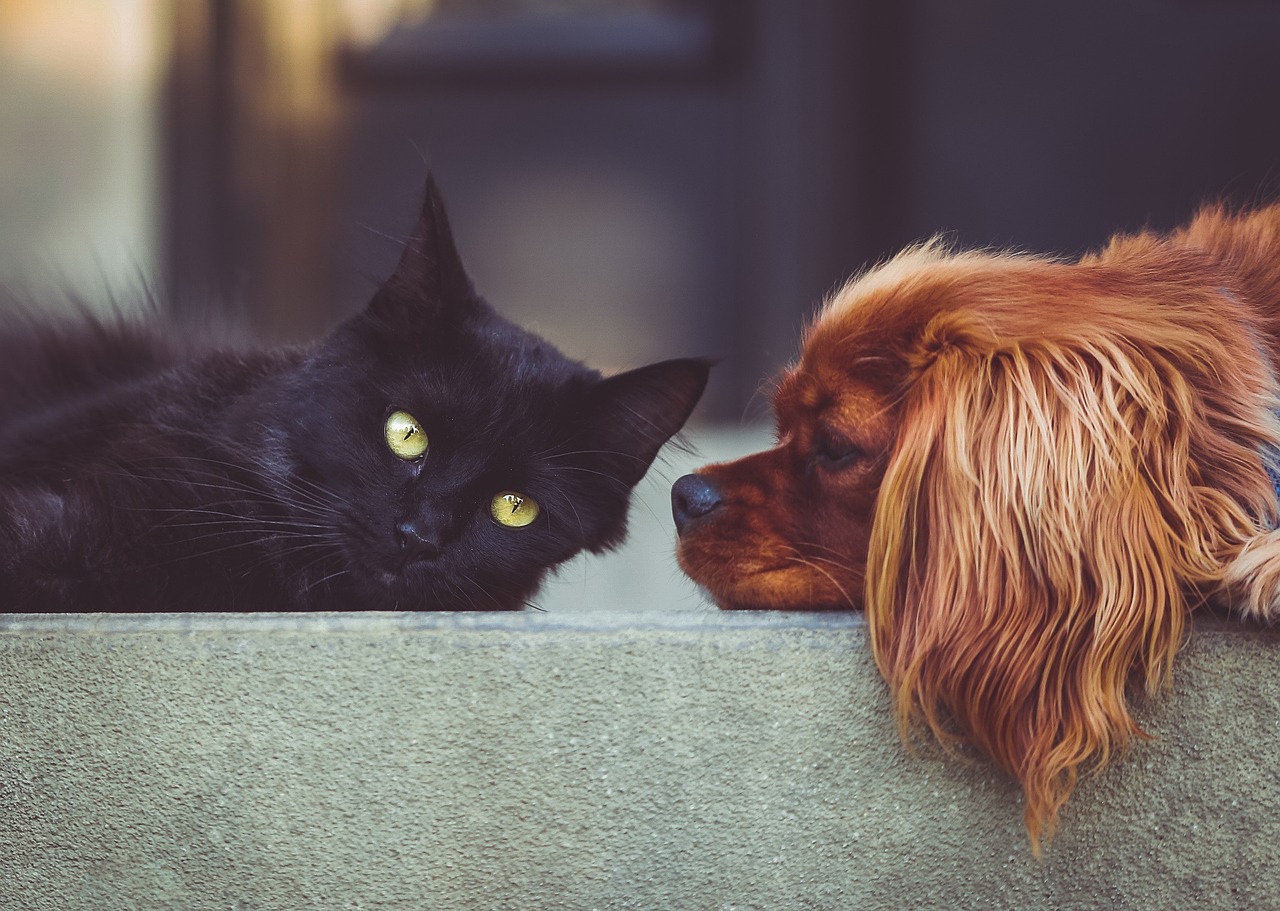 Urge cambiar cultura de cuidado a mascotas